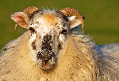 Wooly Jumper