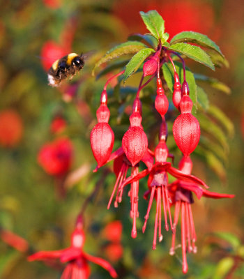 Fuchsia Bee