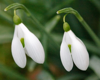 Snowdrops
