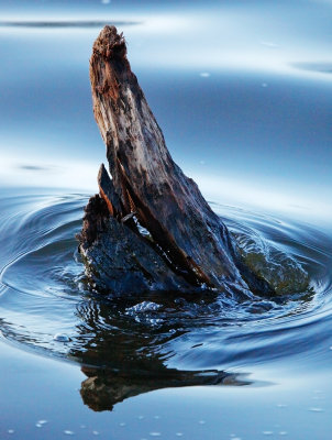 River Root 2