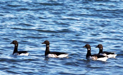 g1/33/836333/3/110935513.3idBy3bH.jpg
