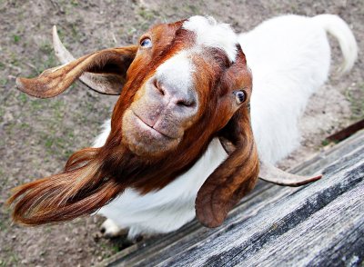 Curious Goat