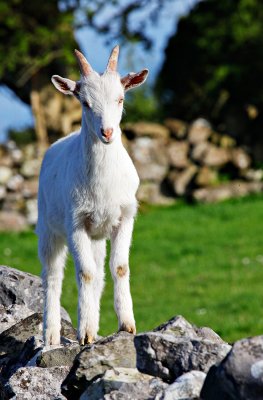 White Kid Goat