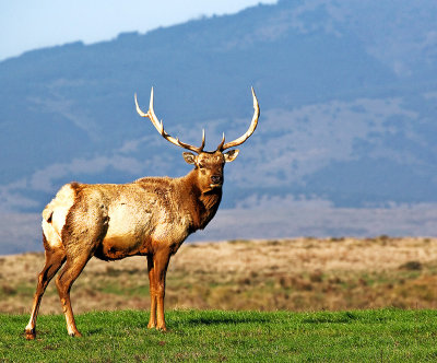 Tule Elk Bull