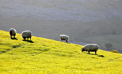 Burren Sheep