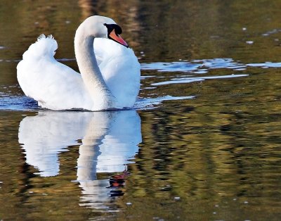Swan Reflecting