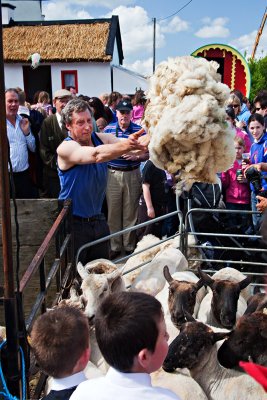 Tossing the Fleece