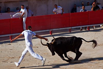 Camargue Bullfighting