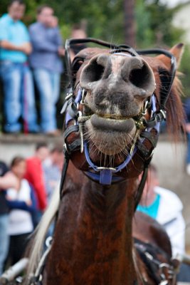 Horse Eye View
