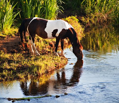 Horse to Water