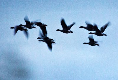 A Gaggle of Geese
