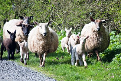Spring Lamb on the Hoof