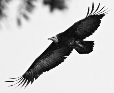 Vulture