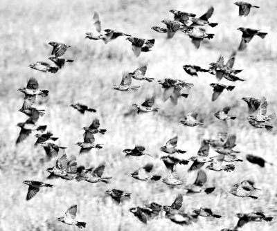 Harvest Flock