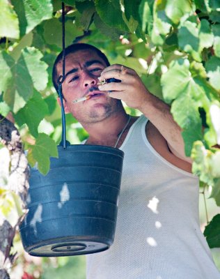 Picking Grapes