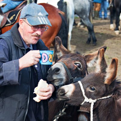 Dining with Donkeys
