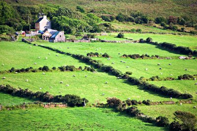 Four Green Fields