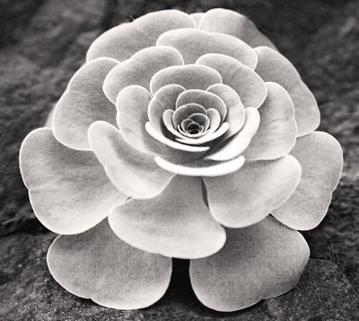 Rose Cactus
