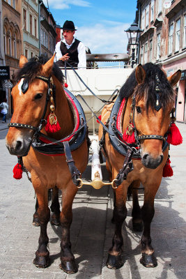 Horse-drawn Carriage