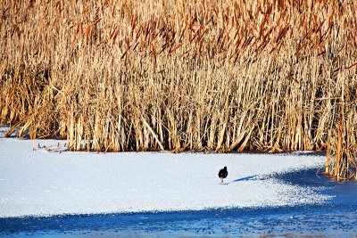 Frozen Pond