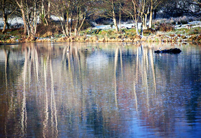 Winter Morning 2