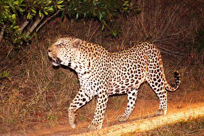 Night Prowler