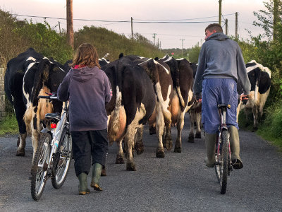 Milking Time