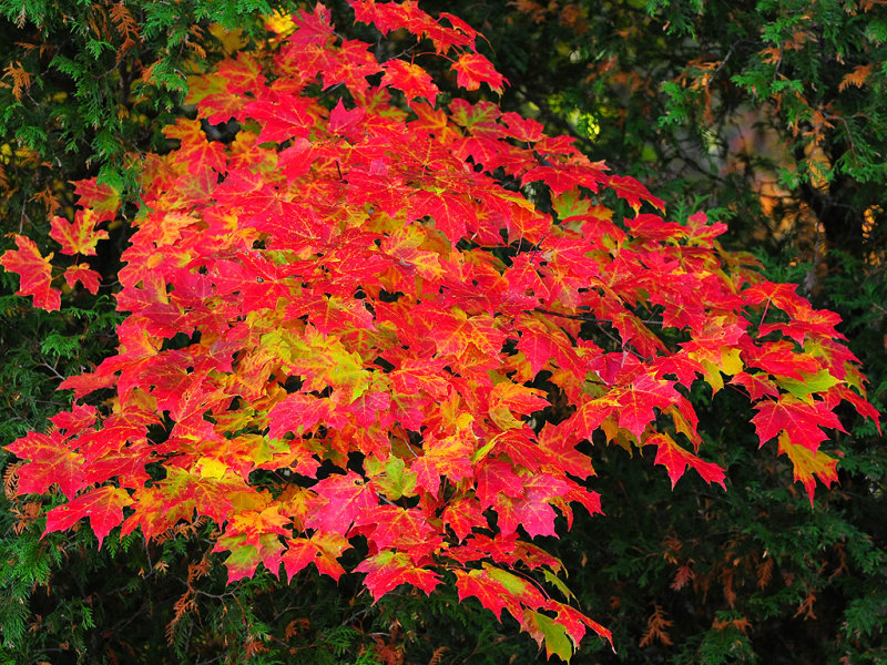 Sugar maple01