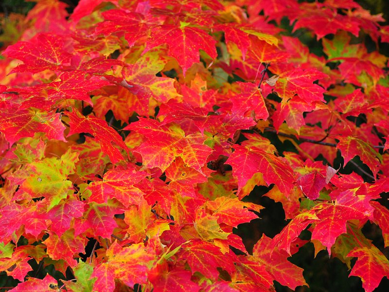 Sugar maple02