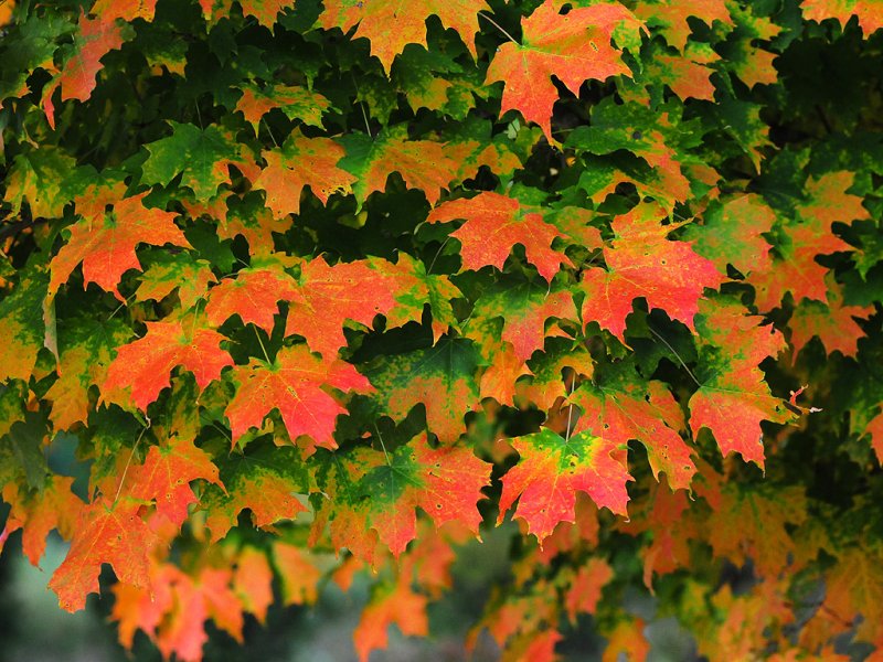 Sugar maple04