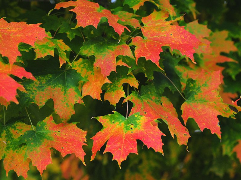Sugar maple06