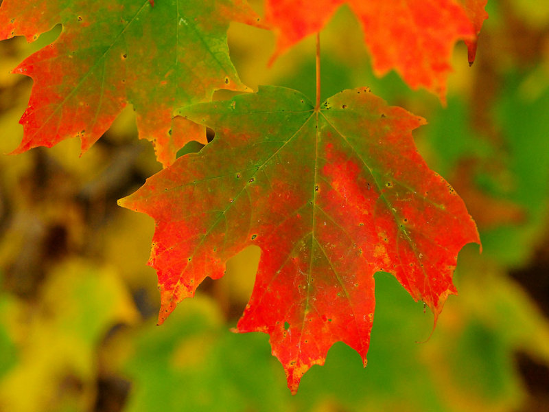 Sugar maple07