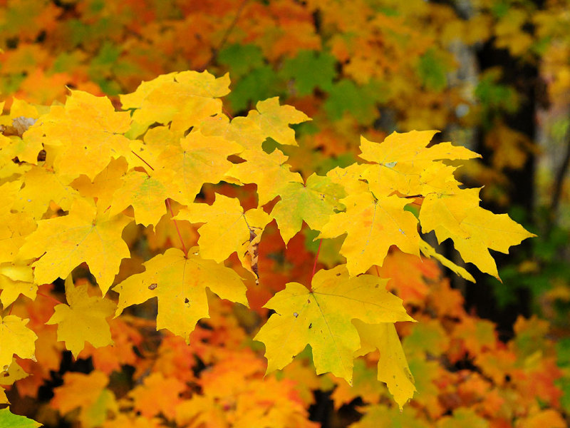 Sugar maple08