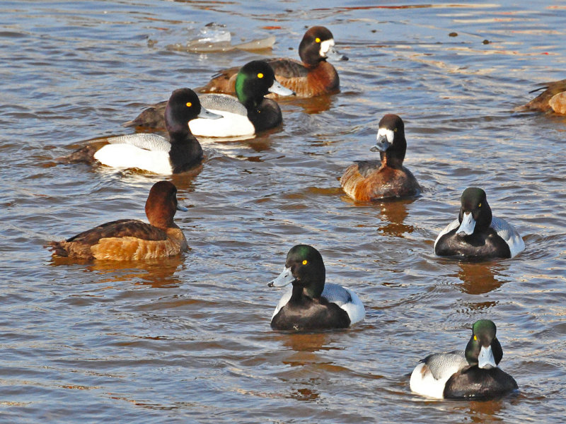 Scaups5.jpg