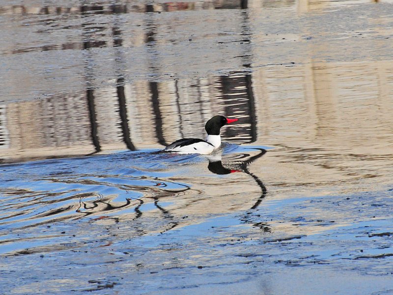 Common Merganser4.jpg