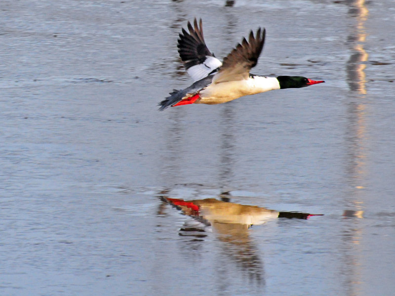 Common Merganser7.jpg