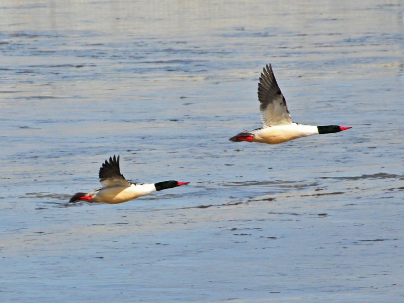 Common Mergansers1.jpg