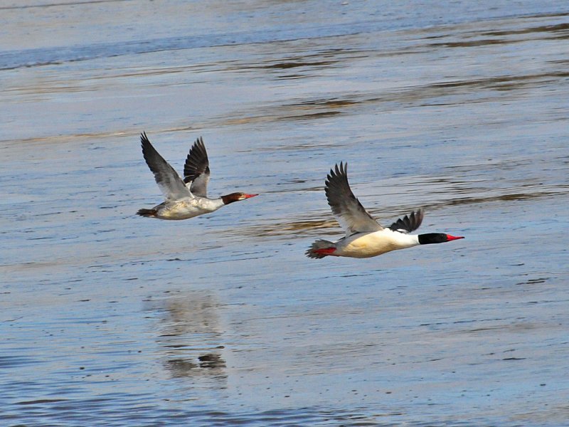 Common Mergansers5.jpg