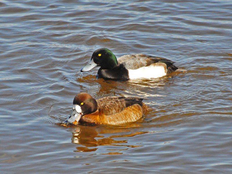 Greater scaups6.jpg