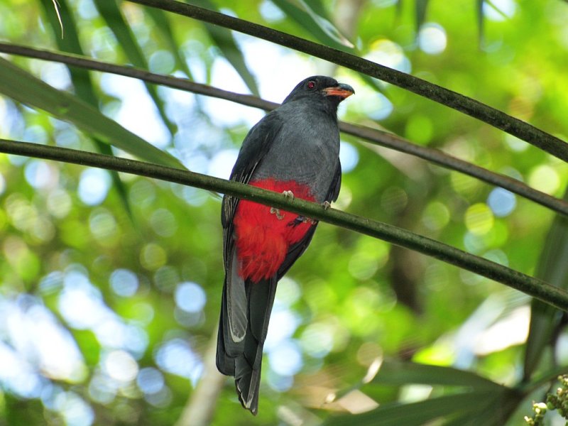 Slaty-tailed Trogon2
