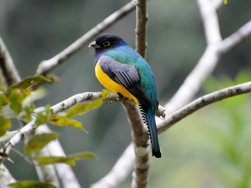 Violaceous Trogon2