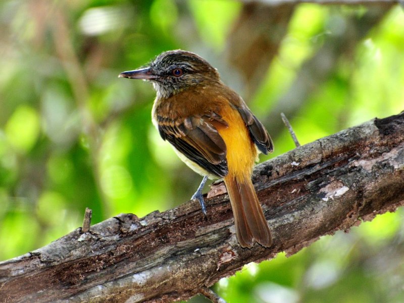 Bright-rumped Attilla