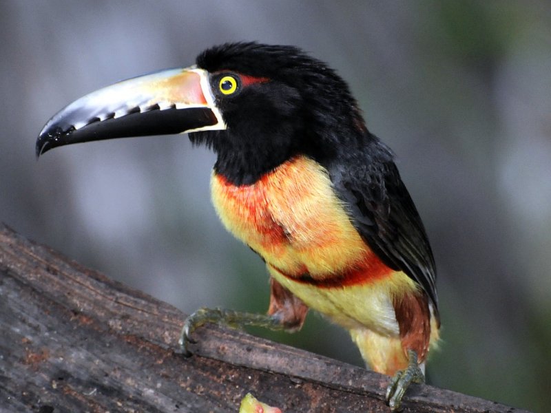 Collared Aracari2
