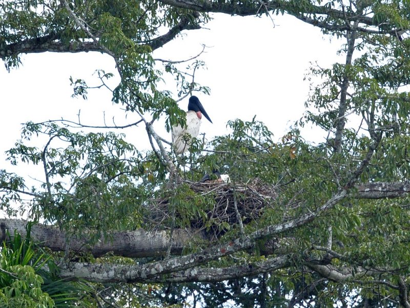 Jabiru nest