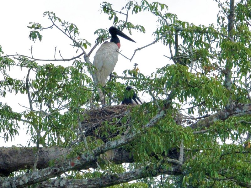 Jabiru nest2