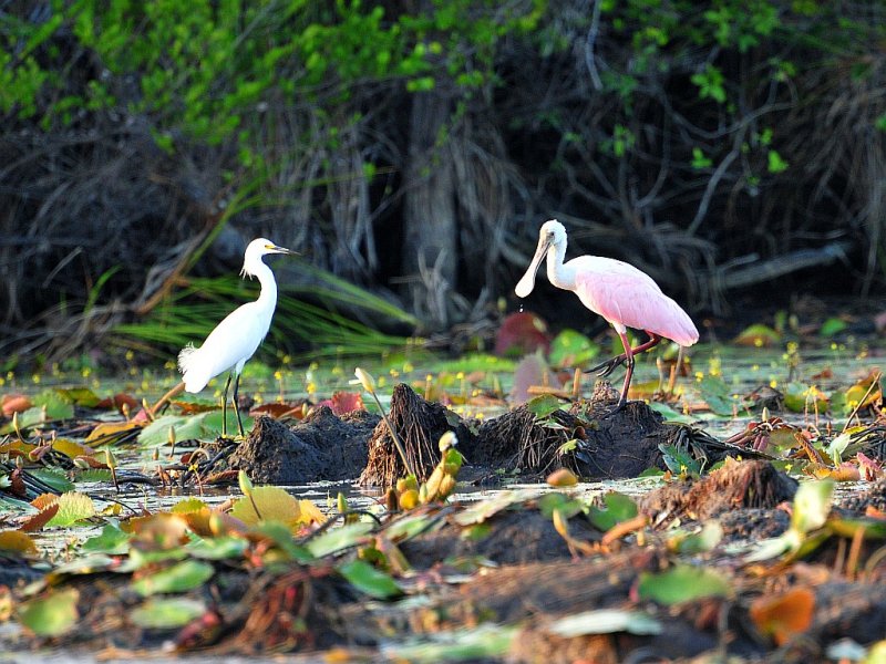 Snowy and Spoonbill