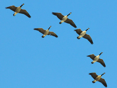 Canada geese1
