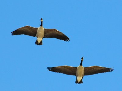 Canada geese2