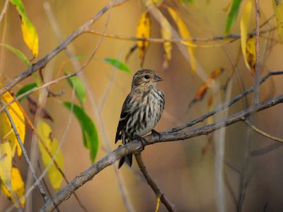 Pine siskin1