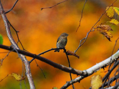 YR Warbler2